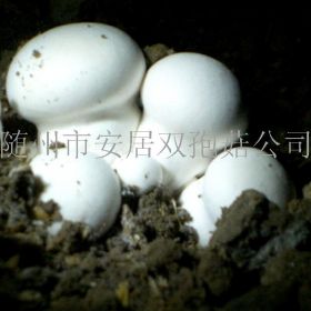 双孢菇价格行情,双孢菇价格行情指南