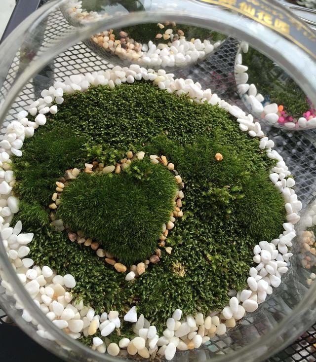 家庭微景观，角落里的奇妙之旅探索最新微景观时尚