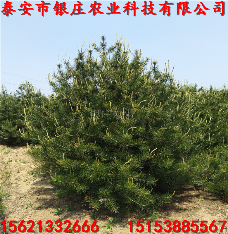 白皮松小苗，最新价格揭秘与成长之旅的温馨故事